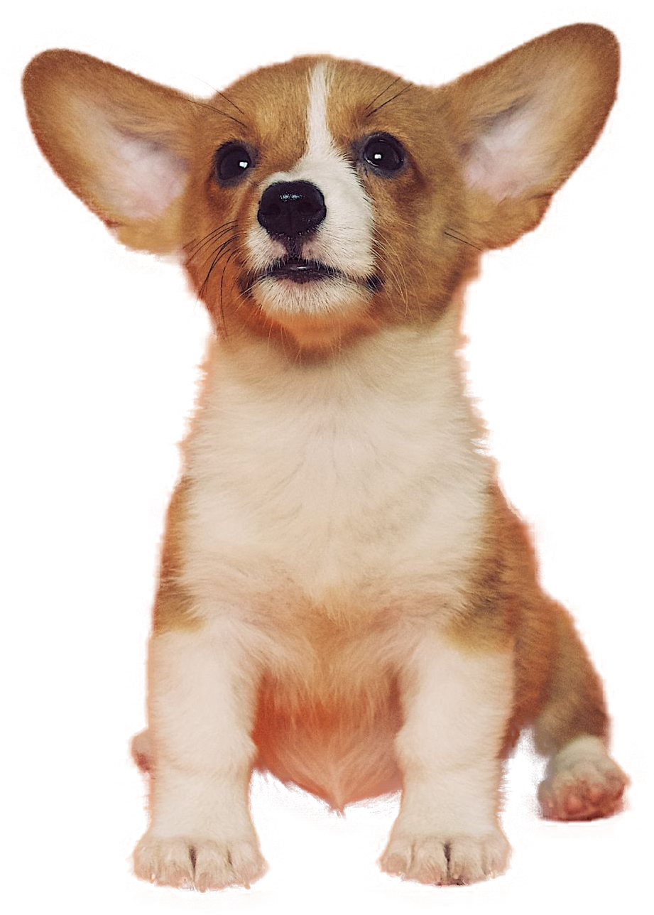 ears